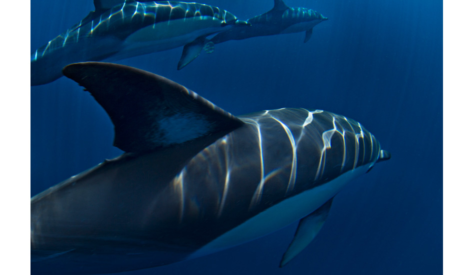 Dolphin close-up. Photo: <a href=\"http://www.craigparry.com.au\">Craig Parry</a>