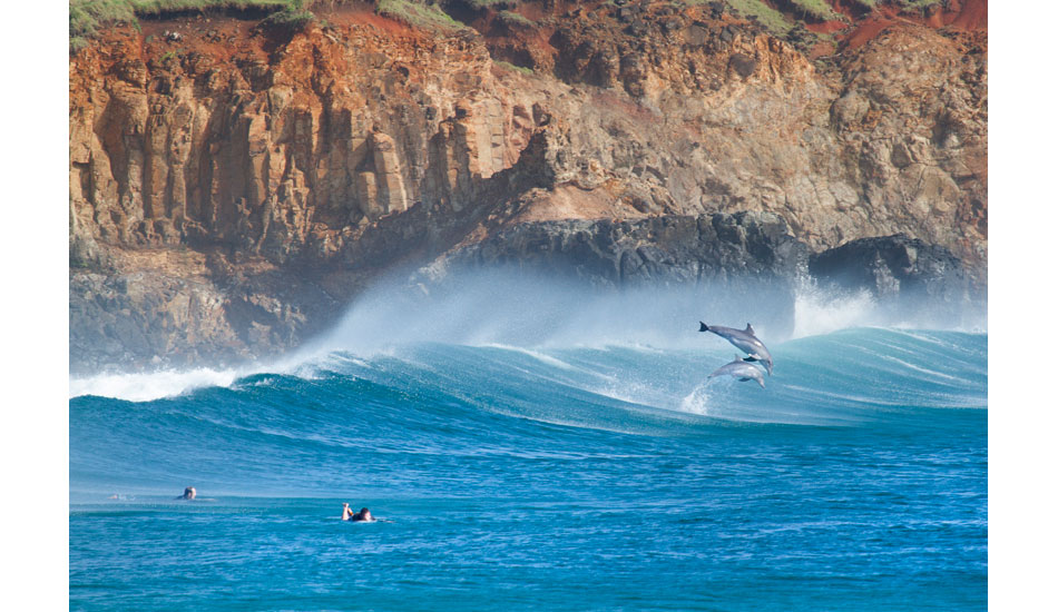 Dolphin jump. Photo: <a href=\"http://www.craigparry.com.au\">Craig Parry</a>