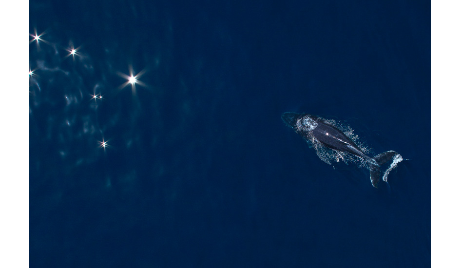 Southern Cross humpback. Photo: <a href=\"http://www.craigparry.com.au\">Craig Parry</a>