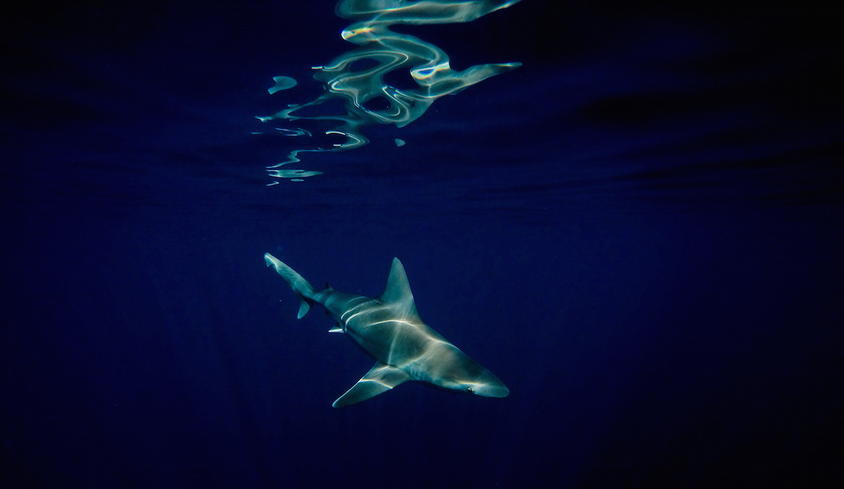 A friendly North Shore local checking me out. Photo: <a href=\"http://danlemaitrephoto.com/\"> Dan Lemaitre</a>