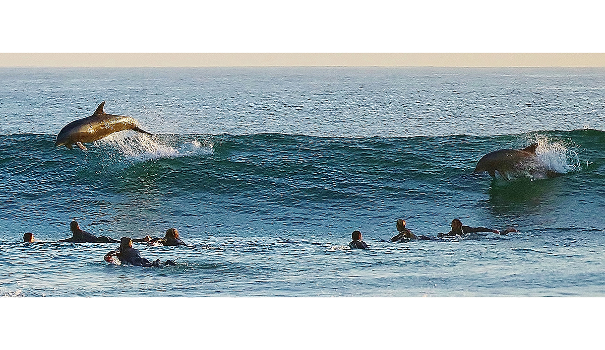 Dolphin and surfer sharing a wave at Byron Bay today #dolphin