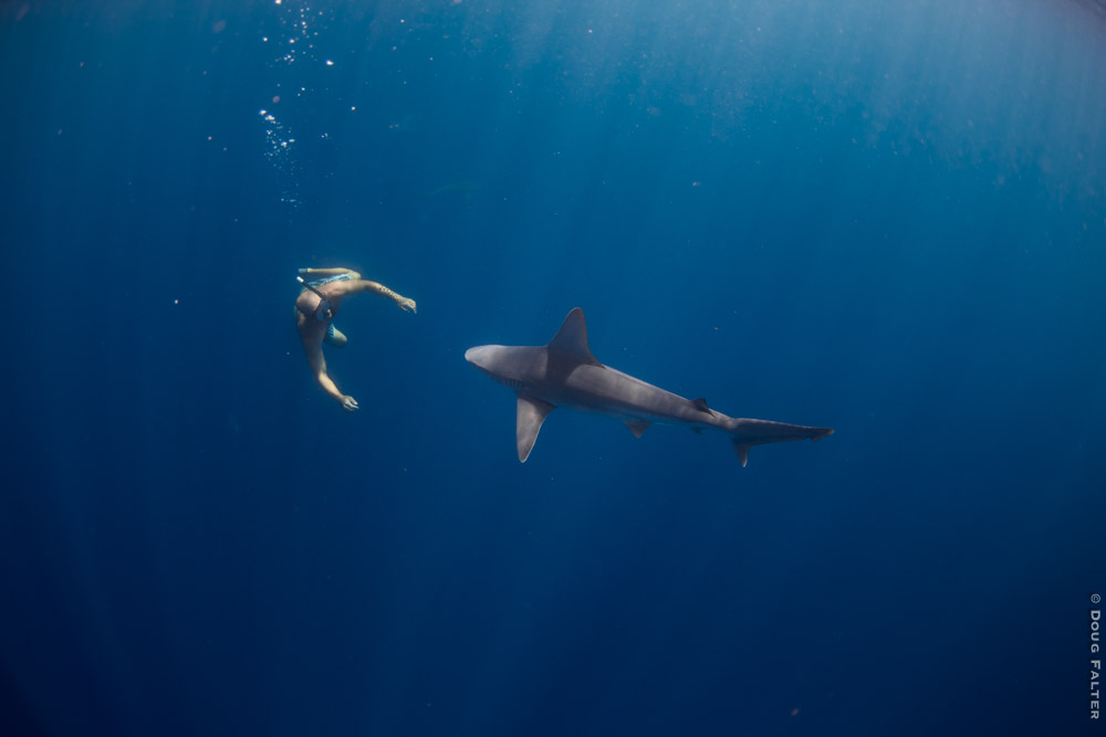 Kaiwi Berry, no cage needed. Credit: <a href=\"http://www.dougfalterphotography.com/#!/index\">Doug Falter Photography</a>