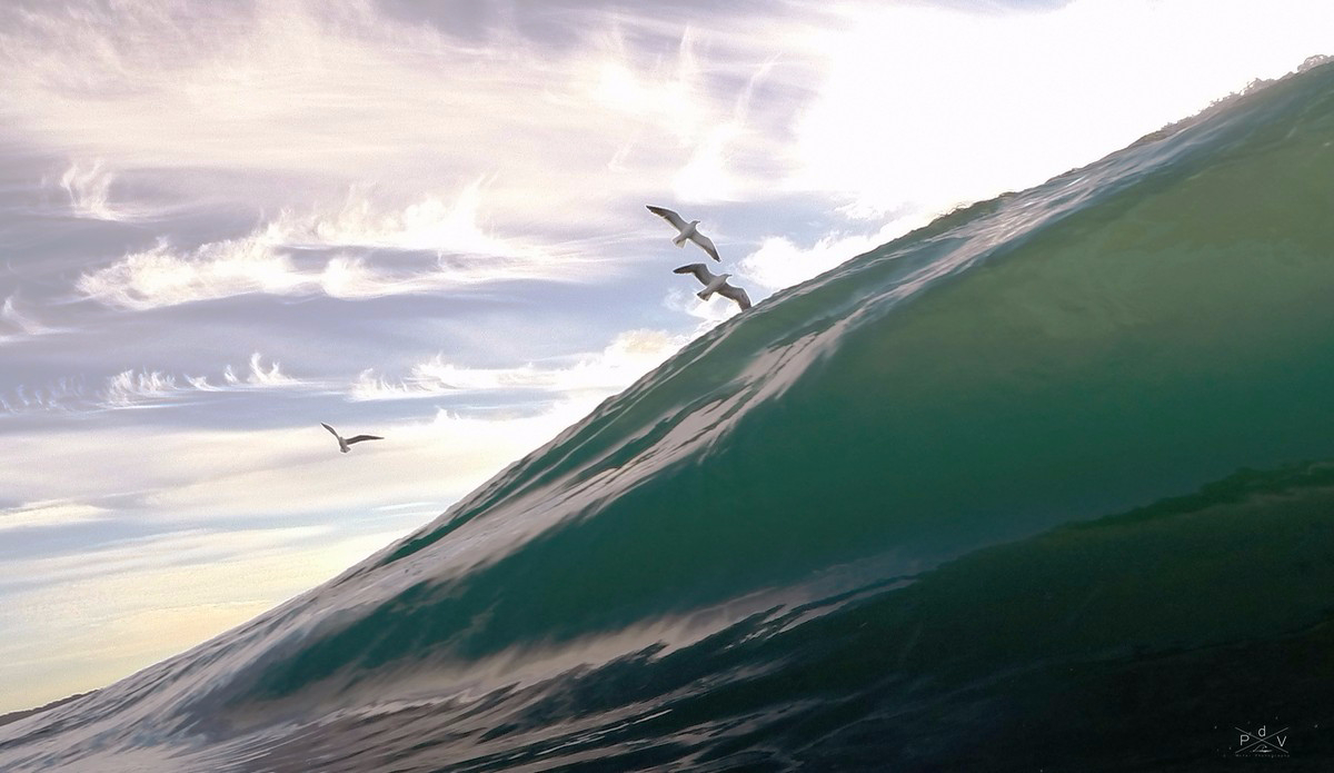 Surfing the updrafts. Photo: Pierre de Villiers