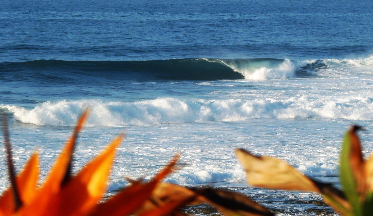 Meaty little nugget. Photo: Pierre de Villiers