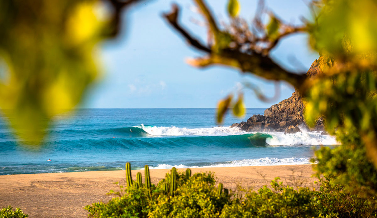 Imagine looking through the trees and seeing this? Photo: <a href=\"http://instagram.com/chachfiles\">Ryan Craig</a>