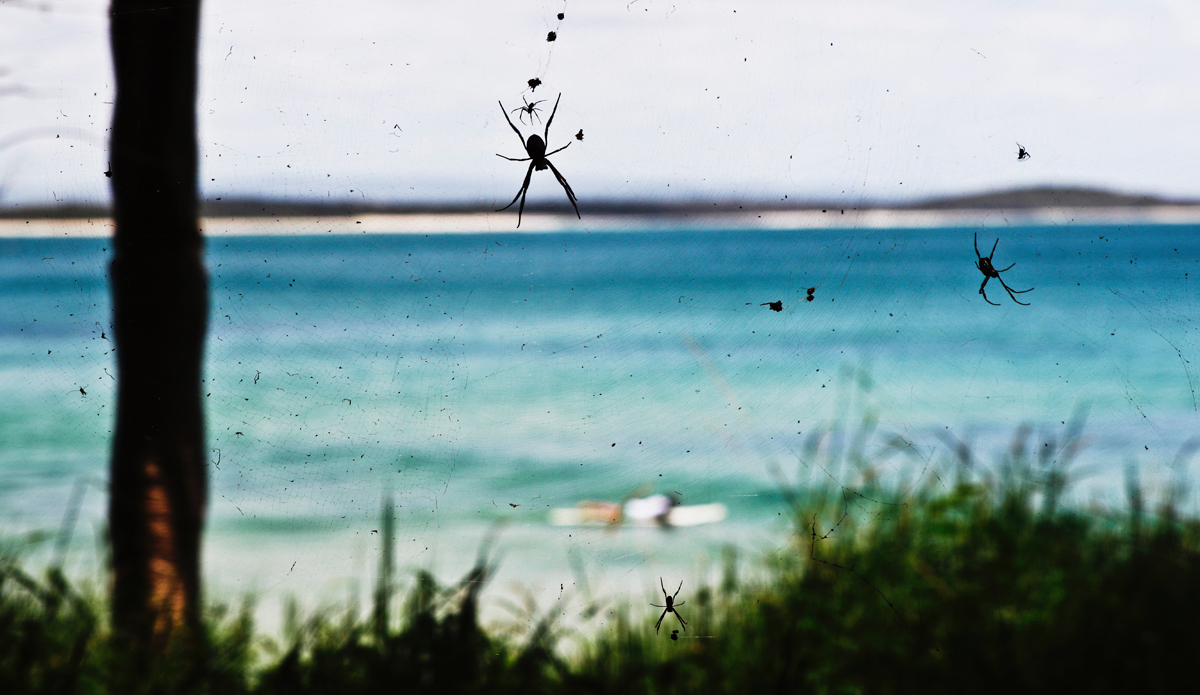 Intimidating Australian locals enjoying some prime real estate. Photo: <a href=\"http://www.instagram.com/hollytreephoto\">@HollyTreePhoto</a>