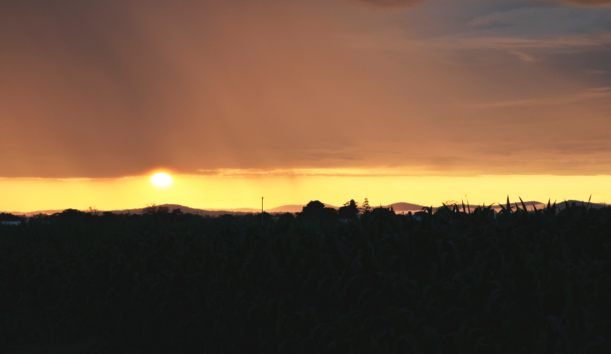 Sunrise and sun showers over the sugar cane fields in Northern New South Wales. Photo: <a href=\"http://www.instagram.com/hollytreephoto\">@HollyTreePhoto</a>