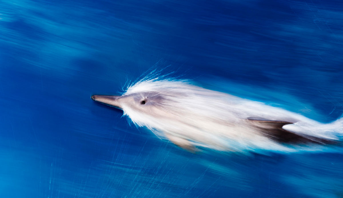 A playful spinner dolphin during a steam across the atoll. Photo: <a href=\"http://www.jackdekortphoto.com.au/\">Jack Dekort</a>