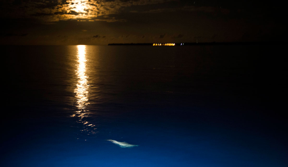 Dolphins circle the back of the Handhu as a midnight moonrise crept over the horizon.
 Photo: <a href=\"http://www.jackdekortphoto.com.au/\">Jack Dekort</a>