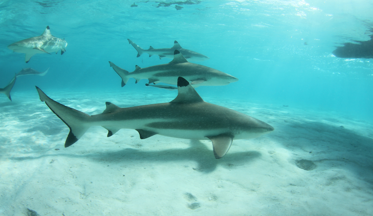 Black tips in Tahiti.