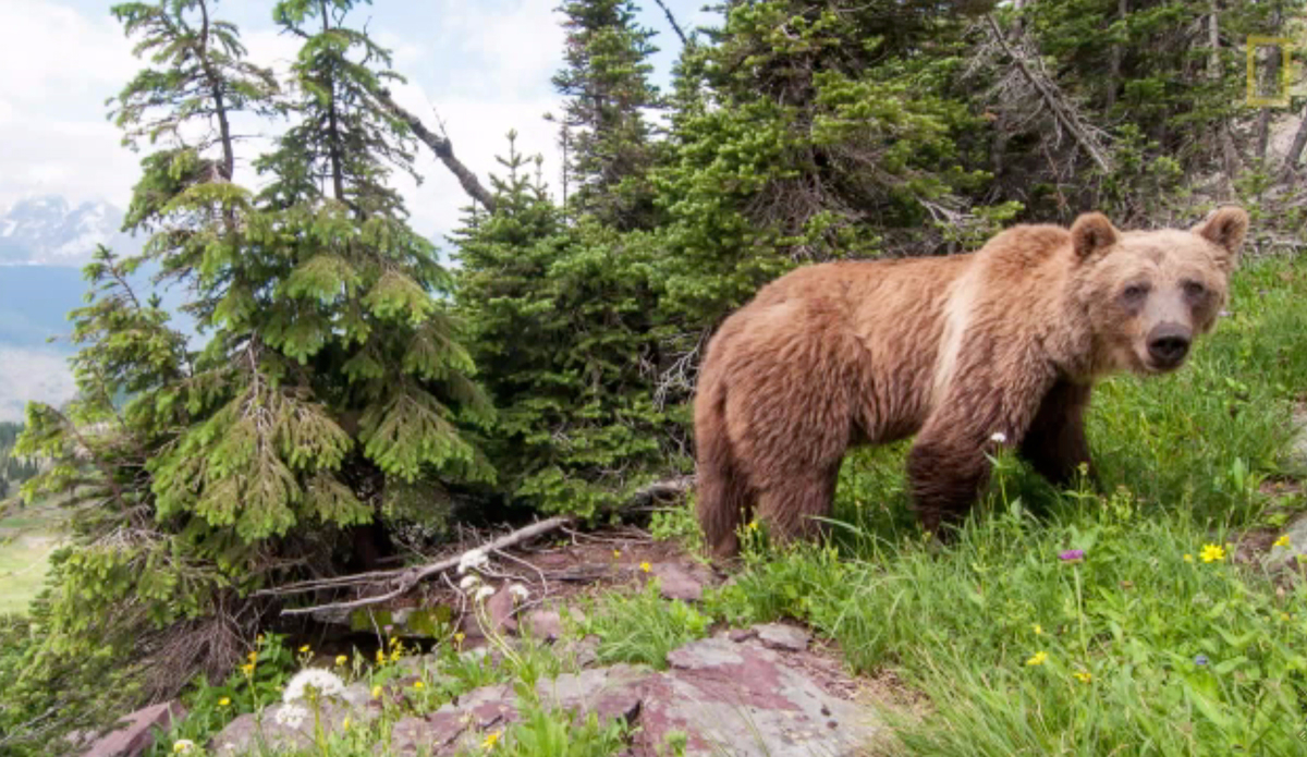 Screenshot: Joe Riis via <a href=\"http://adventureblog.nationalgeographic.com/2015/07/22/freedom-to-move-a-wild-mind-sounds-pretty-good-to-me/\">National Geographic</a>