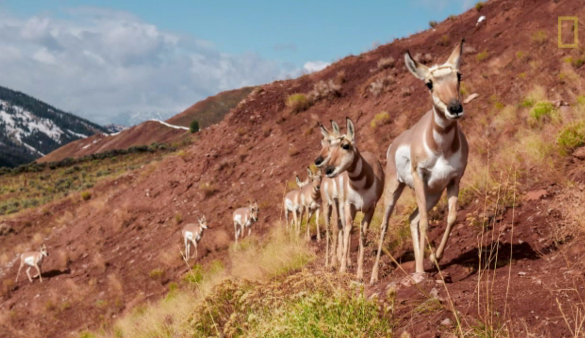 Screenshot: Joe Riis via <a href=\"http://adventureblog.nationalgeographic.com/2015/07/22/freedom-to-move-a-wild-mind-sounds-pretty-good-to-me/\">National Geographic</a>