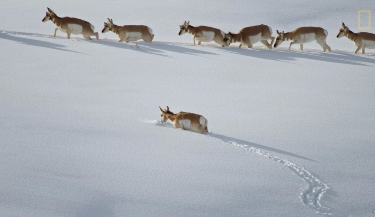 Screenshot: Joe Riis via <a href=\"http://adventureblog.nationalgeographic.com/2015/07/22/freedom-to-move-a-wild-mind-sounds-pretty-good-to-me/\">National Geographic</a>