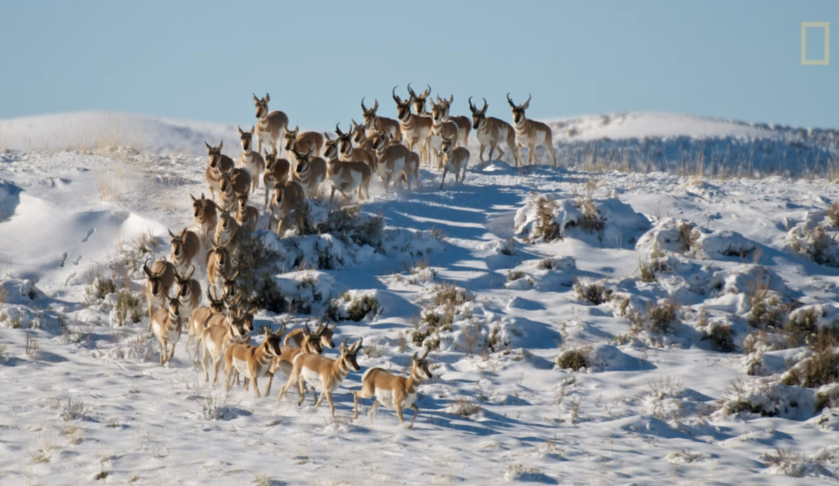 Screenshot: Joe Riis via <a href=\"http://adventureblog.nationalgeographic.com/2015/07/22/freedom-to-move-a-wild-mind-sounds-pretty-good-to-me/\">National Geographic</a>