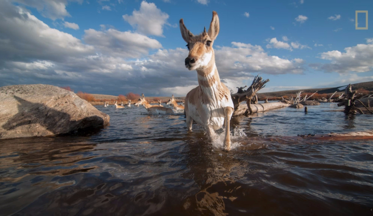 Screenshot: Joe Riis via <a href=\"http://adventureblog.nationalgeographic.com/2015/07/22/freedom-to-move-a-wild-mind-sounds-pretty-good-to-me/\">National Geographic</a>