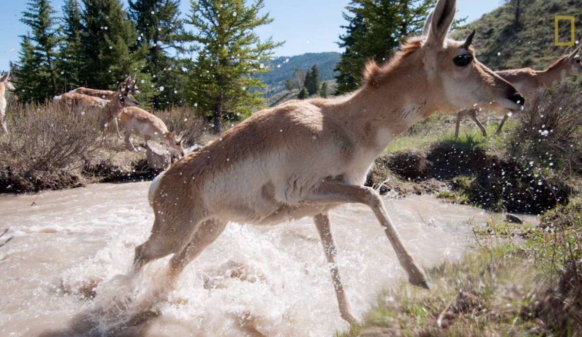 Screenshot: Joe Riis via <a href=\"http://adventureblog.nationalgeographic.com/2015/07/22/freedom-to-move-a-wild-mind-sounds-pretty-good-to-me/\">National Geographic</a>