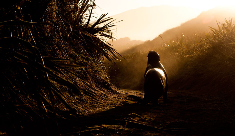 Seal in morning light. Photo: <a href=\"http://www.kanebrownphoto.com/#1\">Kane Brown</a>