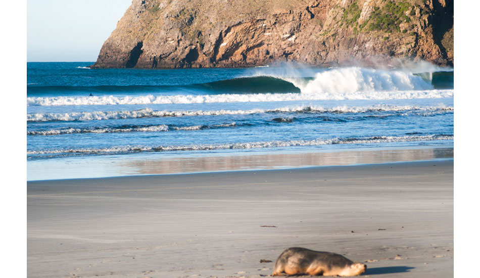 South Island beachy. Photo: <a href=\"http://www.kanebrownphoto.com/#1\">Kane Brown</a>