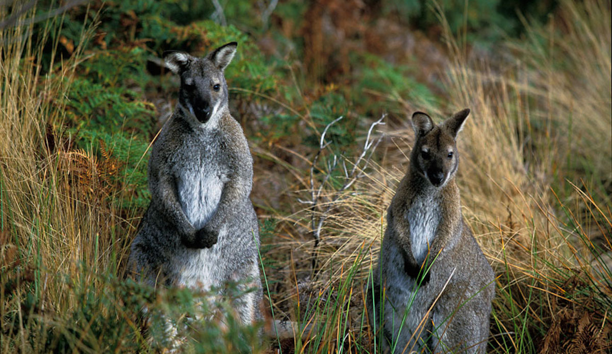 Curious roos, Martha Lavinia, King island, 2001. Photo: Sean Davey