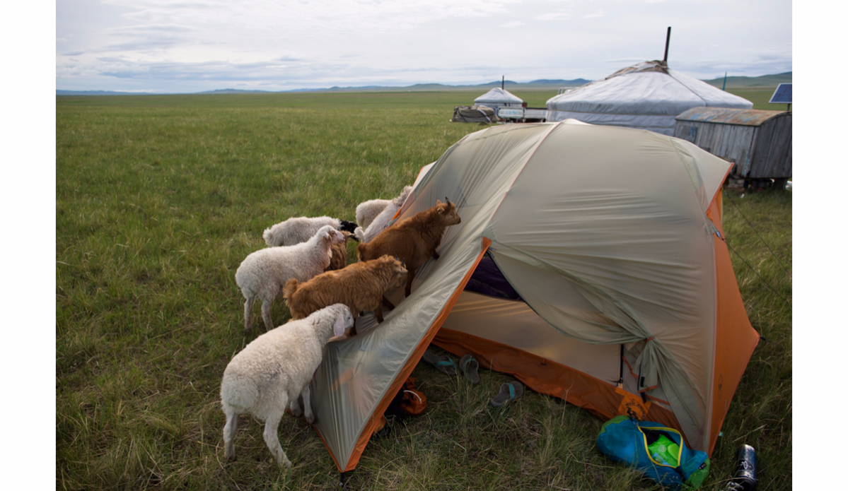 A herd of baby goat and sheep attempt to climb our tent as we camped on the Mongolian Steppe during a kayaking expedition. Photo: <a href=\"https://instagram.com/krystlejwright/\">Krystle Wright</a>