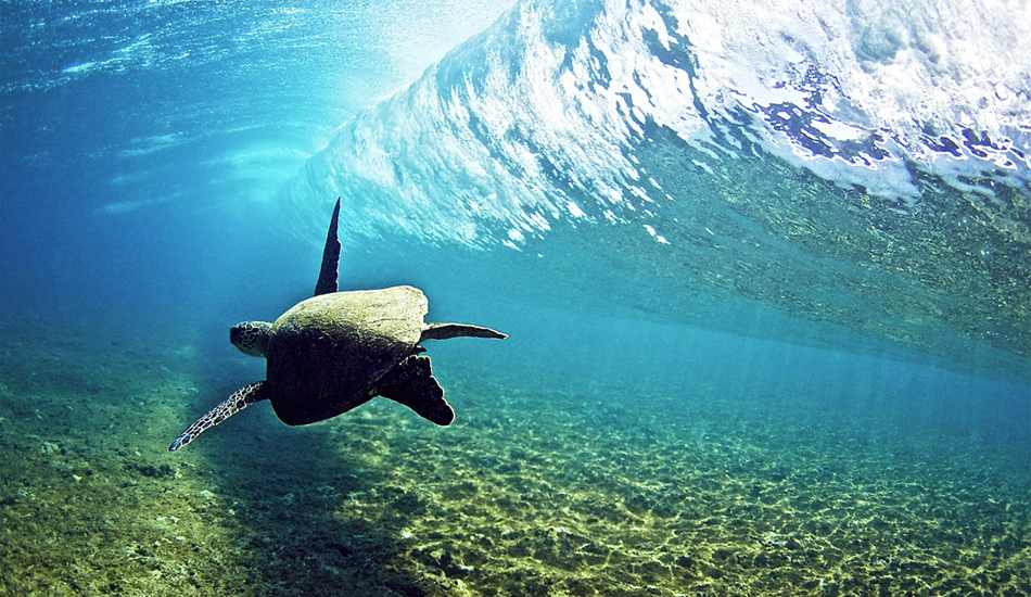 Honu Tube Rider. Image: <a href=\"http://www.laserwolfphoto.com/\" target=\"_blank\">Laserwolf</a>