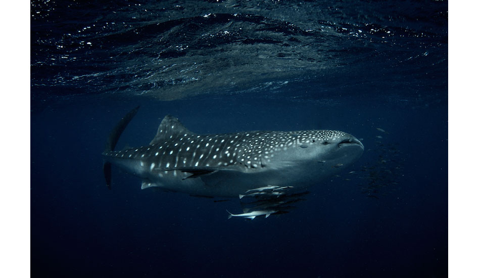 Snorkeling with whale sharks off Coral Bay in Western Australia was both remarkable and humbling, for these gentle creatures make the biggest of humans look tiny. Photo: <a href=\"http://liabarrettphotography.com/\" target=_blank>Lia Barrett</a>