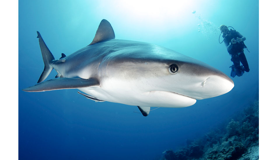 An up close and personal view of a Caribbean reef shark off of Roatan, Honduras. Photo: <a href=\"http://liabarrettphotography.com/\" target=_blank>Lia Barrett</a>