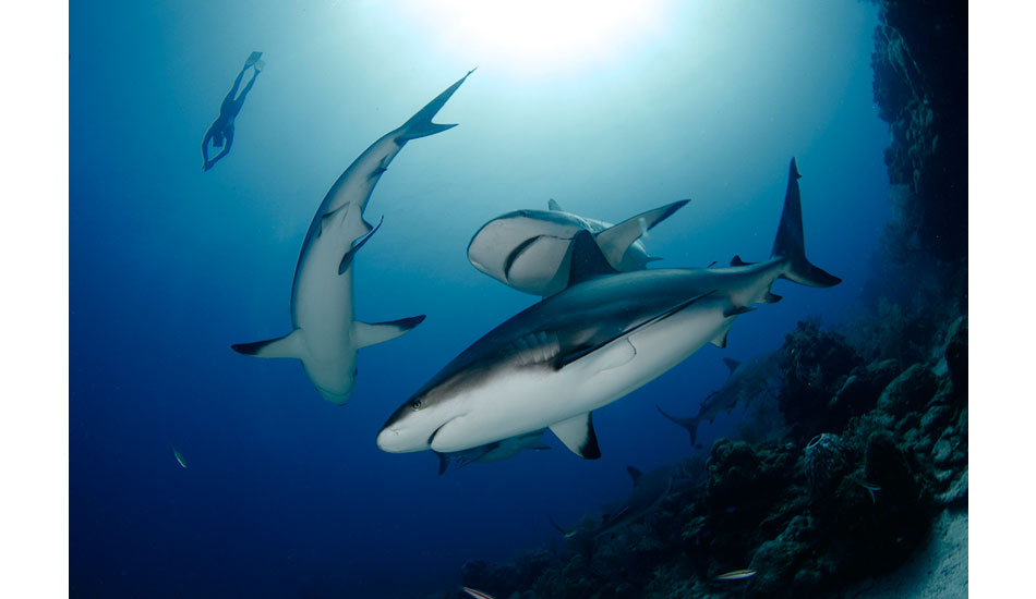 A freediver dives down to 70 feet to check out a group of Caribbean reef sharks off of Roatan, Honduras. Photo: <a href=\"http://liabarrettphotography.com/\" target=_blank>Lia Barrett</a>