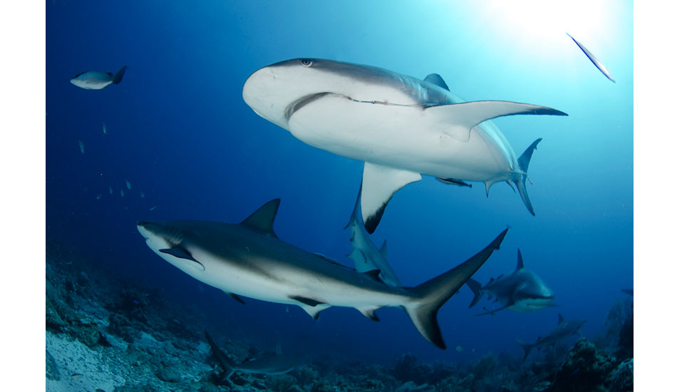 Caribbean reef sharks off of Roatan, Honduras. Photo: <a href=\"http://liabarrettphotography.com/\" target=_blank>Lia Barrett</a>