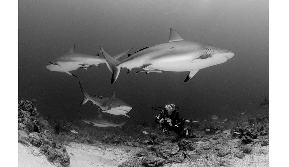 Scuba diving with a couple of pregnant reef sharks off of Roatan, Honduras. Photo: <a href=\"http://liabarrettphotography.com/\" target=_blank>Lia Barrett</a>