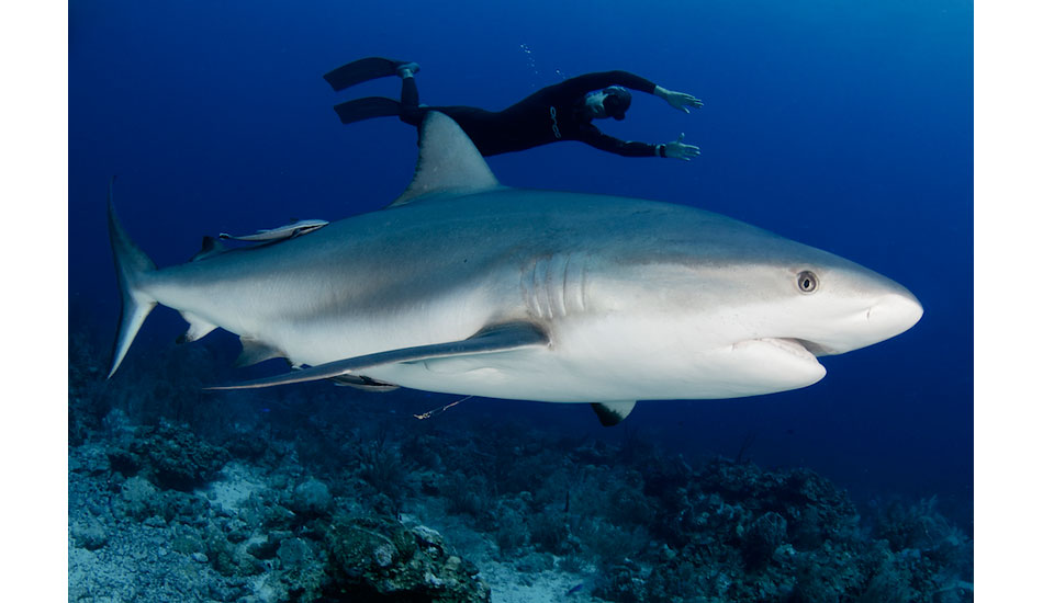 Tunisian national record holder Walid Boudhiaf swims alongside a pregnant Caribbean reef shark off of Roatan, Honduras. Photo: <a href=\"http://liabarrettphotography.com/\" target=_blank>Lia Barrett</a>