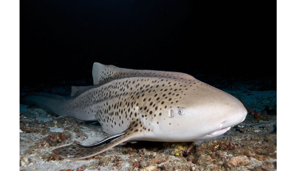 A lazy leopard shark resting on the ocean floor in the Similan Islands, Thailand. Photo: <a href=\"http://liabarrettphotography.com/\" target=_blank>Lia Barrett</a>