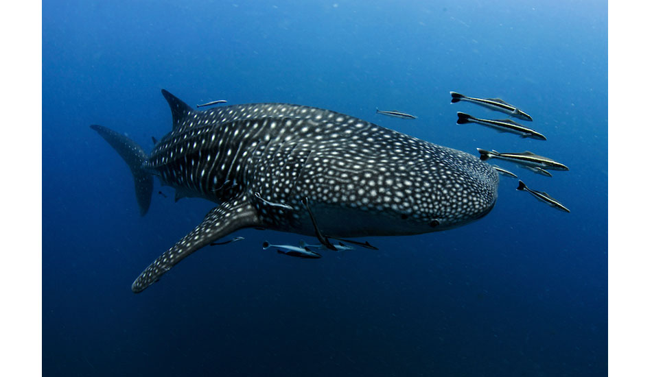 I swam with this lone whale shark circling Sail Rock in the Gulf of Thailand by myself for 15 minutes. To this day, it is still one of the highlights of my underwater encounters. Photo: <a href=\"http://liabarrettphotography.com/\" target=_blank>Lia Barrett</a>