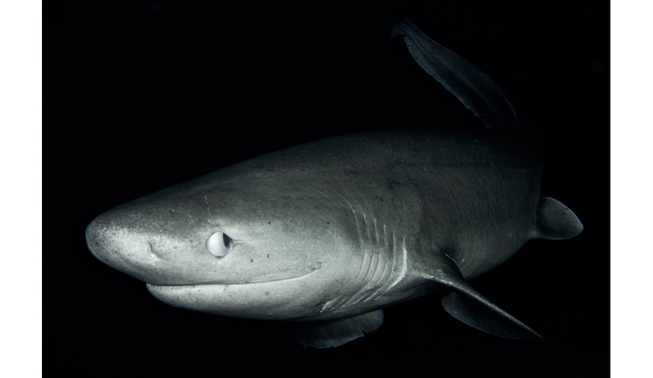 At around 2,000 feet, this curious six-gill shark came up to visit me at the dome port of Karl Stanley’s submarine off the island of Roatan, Honduras. Photo: <a href=\"http://liabarrettphotography.com/\" target=_blank>Lia Barrett</a>