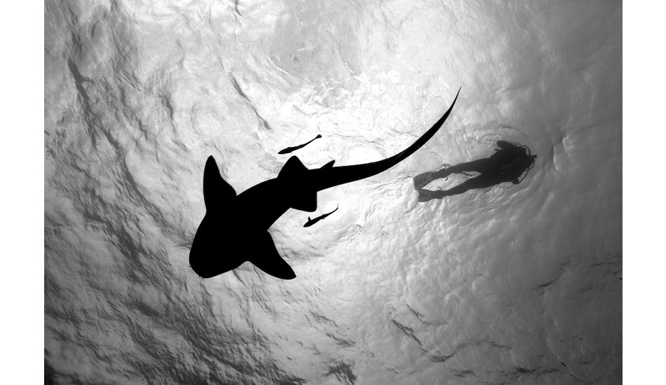 A gentle nurse shark swims a few feet below a scuba diver off Caye Caulker, Belize. Photo: <a href=\"http://liabarrettphotography.com/\" target=_blank>Lia Barrett</a>