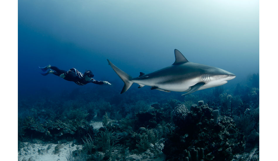 Freediving world record holder and World Champion William Trubridge channels the streamline movement of the Caribbean reef shark off of Roatan, Honduras. Photo: <a href=\"http://liabarrettphotography.com/\" target=_blank>Lia Barrett</a>