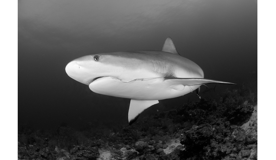 A Caribbean reef shark that has been observed living with a fishing hook in its mouth for over a decade. Photo: <a href=\"http://liabarrettphotography.com/\" target=_blank>Lia Barrett</a>