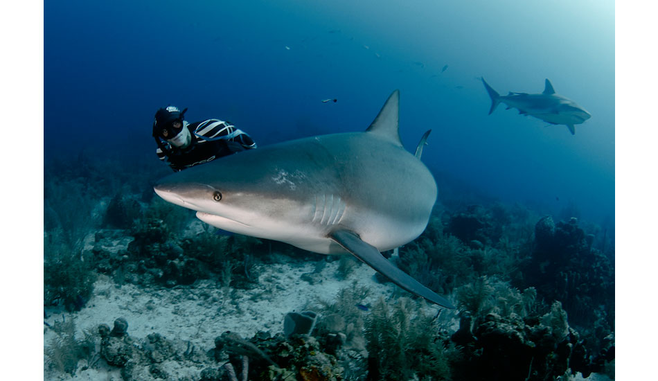 William Trubridge and an intimate encounter with a Caribbean reef shark. Photo: <a href=\"http://liabarrettphotography.com/\" target=_blank>Lia Barrett</a>