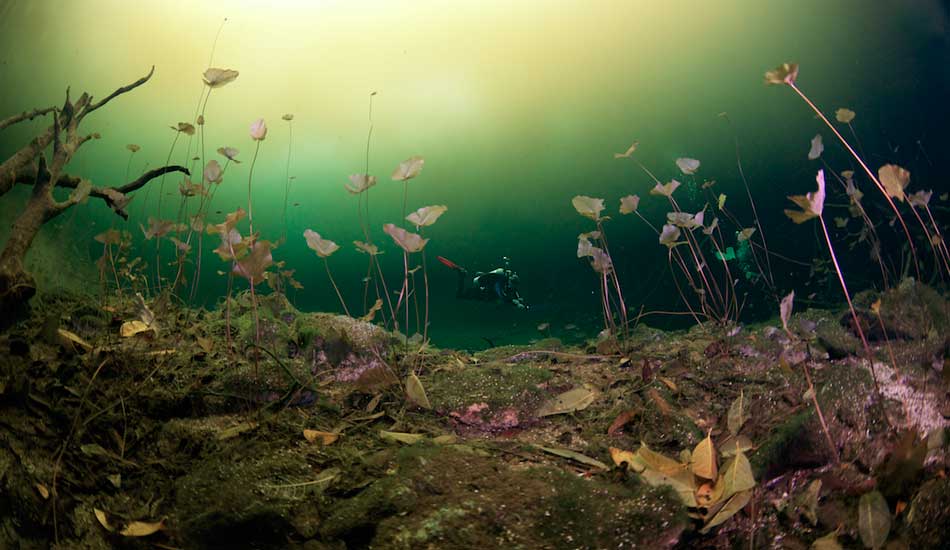 Peering through a patch of lilies at Car Wash. Photo: <a href=\"http://liabarrettphotography.com/\" target=_blank>Lia Barrett</a>