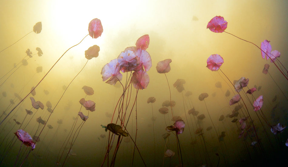 A shot of the lilies from below in Car Wash. Photo: <a href=\"http://liabarrettphotography.com/\" target=_blank>Lia Barrett</a>