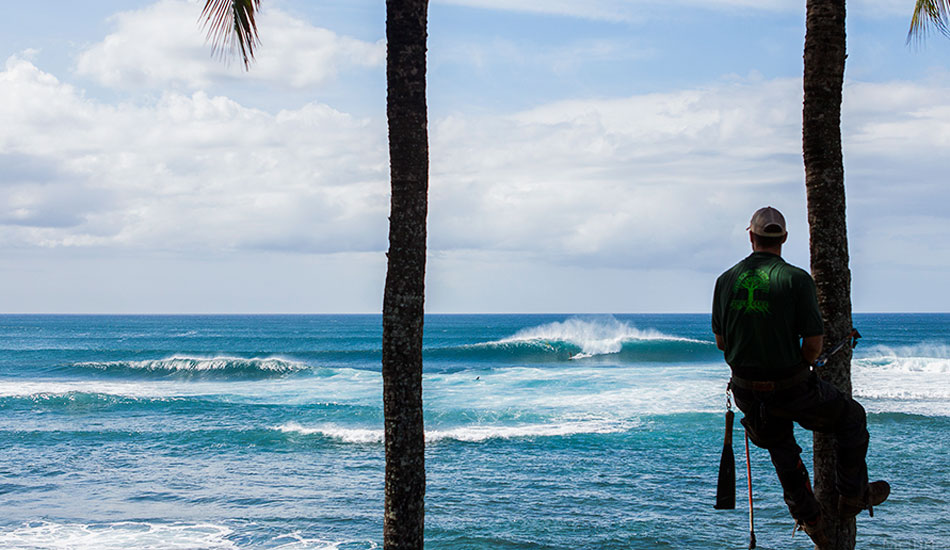 If you live on the North Shore of O’ahu and need some trees trimmed, removed, planted or cared for, call my good buddy Ash at Green Hawaii Tree Care. Or you can find him pulling in near the rocks at Pinballs. Photo: <a href=\"http://markmcinnis.com/\">Mark McInnis</a>