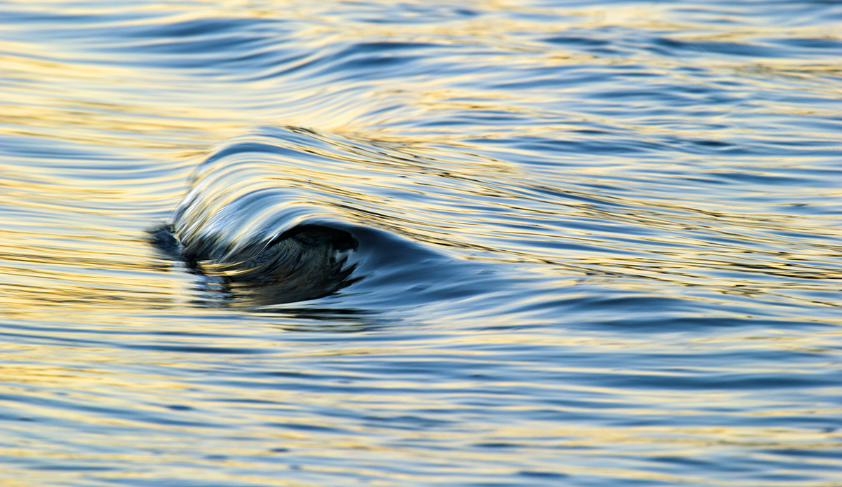 They are almost too small to see but still very beautiful.  Photo: Luiz Blanco