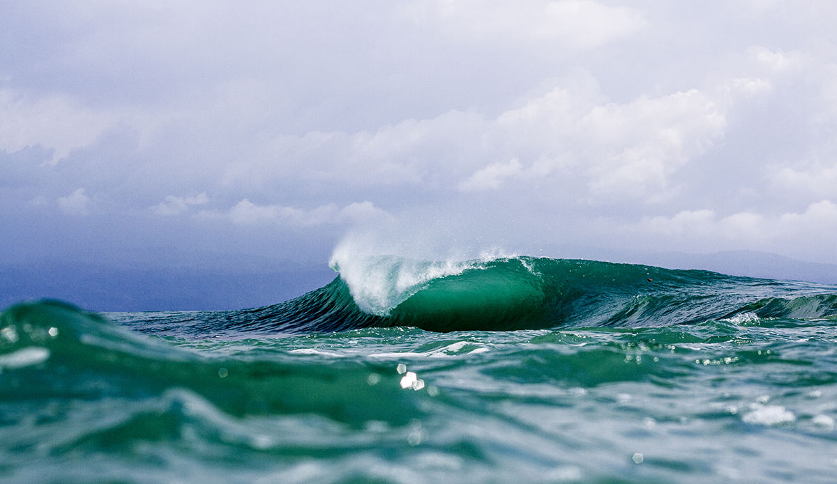 An Indian Ocean claw.
  Photo: <a href=\"http://www.mattburtphoto.com/\">MattBurt</a>