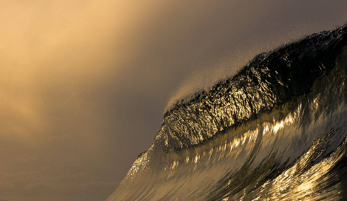 Golden Curl. Photo: <a href=\"http://www.mattburtphoto.com/\">MattBurt</a>