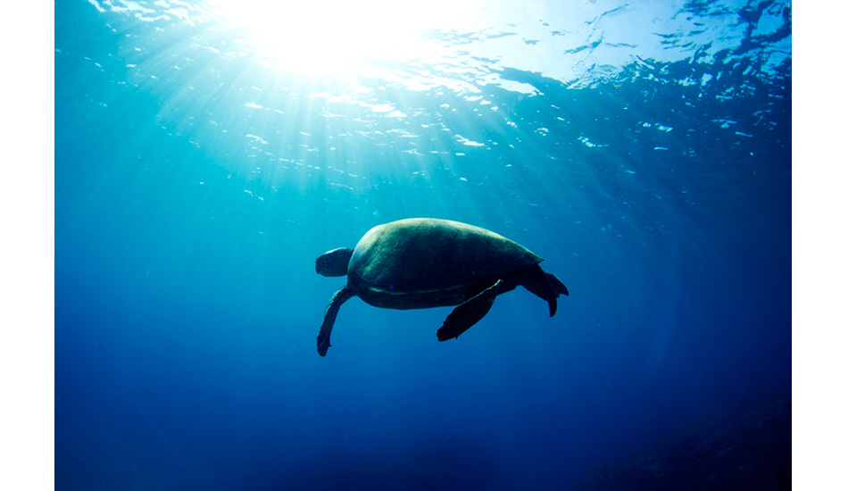 Turtle at Honolua Bay. Photo: <a href=\"http://mattdunbar.com.au\">Matt Dunbar</a>