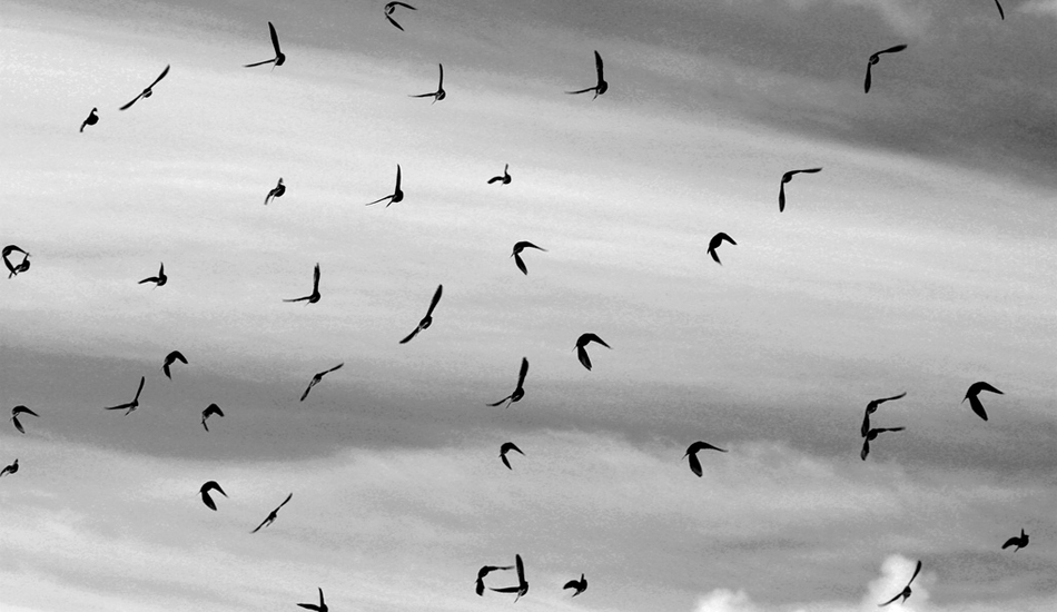 <strong>Ireland.</strong> Dancing birds. It was a wet days but suddenly the rain stopped for a while allowing this bunch of birds to dry their wings. Image: Sbrizzi