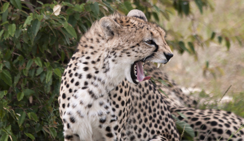 <strong>Kenya.</strong> Roaring cheetah. This cheetah was just a few meters from me showing his teeth. Image: Sbrizzi