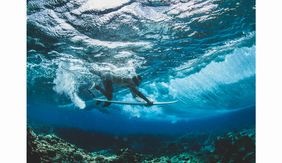 UnderSea Photo: <a href=\"http://haydenoneillphoto.com/\">Hayden O\'Neill</a>