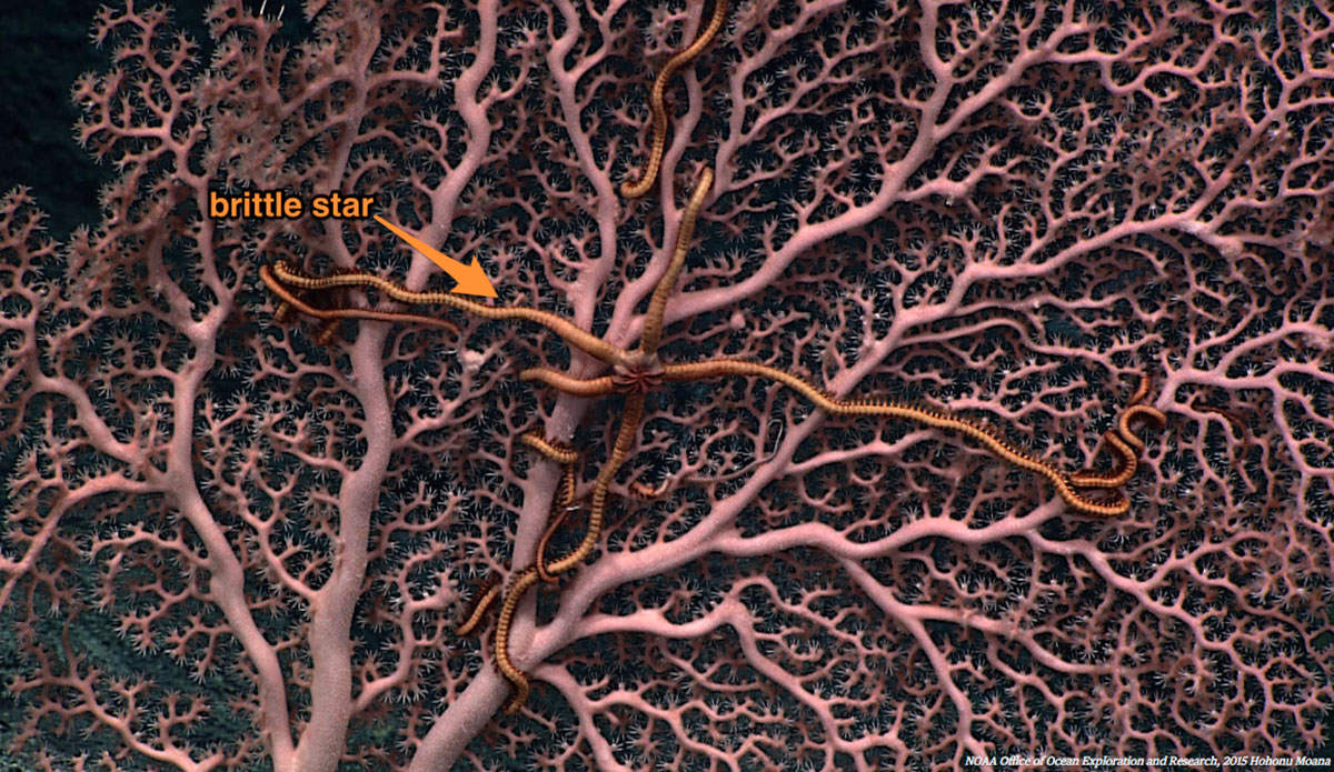 This commensal brittle star sure appreciates having a home, since it benefits without affecting the sea coral. Photo: <a href=\"http://oceanexplorer.noaa.gov/okeanos/media/exstream/exstream.html\">NOAA Office of Ocean Exploration and Research</a>