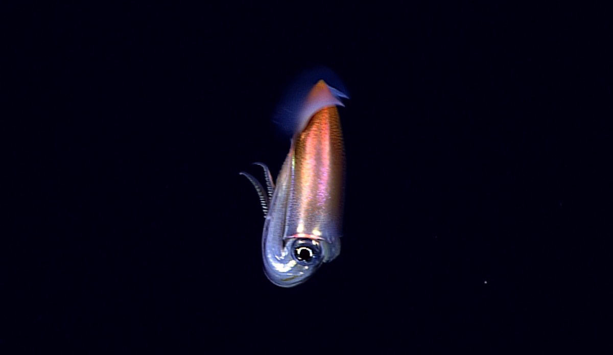 This species of squid had never been filmed in its natural habitat, found here at a depth of 3,000 feet. Photo: <a href=\"http://oceanexplorer.noaa.gov/okeanos/media/exstream/exstream.html\">NOAA Office of Ocean Exploration and Research</a>